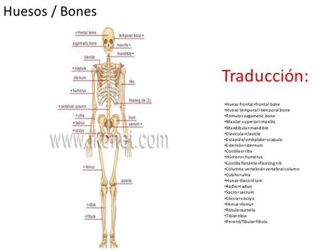 bone traducción